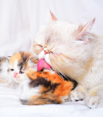 cute persian baby kitten