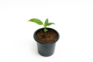 Young green plant grows in a pot for seedlings, isolated on a white background. Sprout pepper.