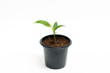 Young green plant grows in a pot for seedlings, isolated on a white background. Sprout pepper.