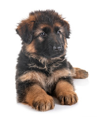 puppy german shepherd