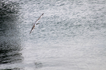 the seagull flies over water