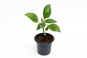 Young green plant grows in a pot for seedlings, isolated on a white background. Sprout pepper.
