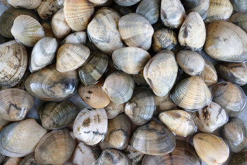 Fresh RIDGED VENUS CLAM background.