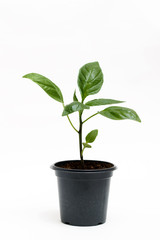 Young green plant grows in a pot for seedlings, isolated on a white background. Sprout pepper.