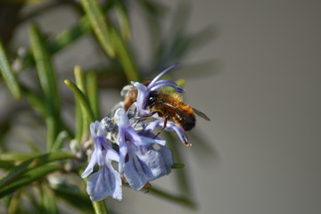 Blühender Rosmarin (Rosmarinus officinalis) mit Insekt