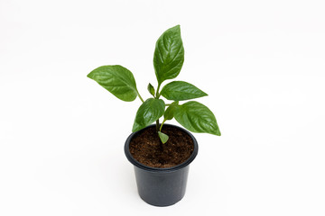 Young green plant grows in a pot for seedlings, isolated on a white background. Sprout pepper.