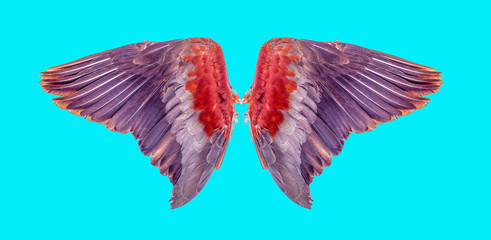 Angel wings an isolated on background