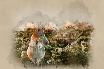 Watercolour painting of Beauttiful close up of New Forest pony horse bathed in fresh dawn sunlight