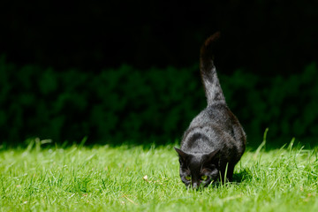 black cat standing on meadow