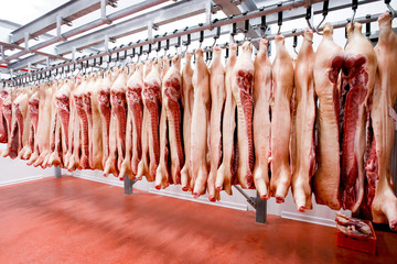 Arranged in a line of a raw pork meat hanging and and processing deposit in a refrigerator, in a meat factory.