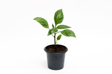 Young green plant grows in a pot for seedlings, isolated on a white background. Sprout pepper.