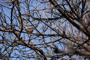 Thick branches of a tree on which a sparrow sits