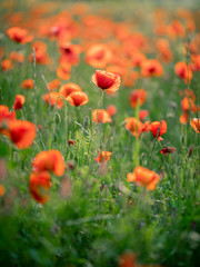 Wonderful landscape at sunset. A field of blooming red poppies in Cyprus. Wild flowers in springtime. Beautiful natural landscape in the summertime. Amazing nature sunny scene.