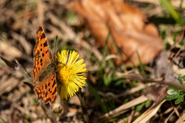 Nature