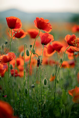 Wunderschöne Landschaft bei Sonnenuntergang. Ein Feld mit blühenden roten Mohnblumen in Zypern. Wilde Blumen im Frühling. Schöne Naturlandschaft im Sommer. Erstaunliche sonnige Szene der Natur.