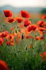 Papier Peint photo Coquelicots Magnifique paysage au coucher du soleil. Un champ de coquelicots rouges en fleurs à Chypre. Fleurs sauvages au printemps. Beau paysage naturel en été. Incroyable scène ensoleillée de la nature.
