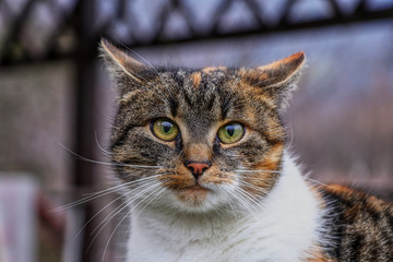 Cat suprised face. Cat looks at camera. Colorful kitten standing on wooden parapet and looks into garden. She watch something. Domestic moggie on watch