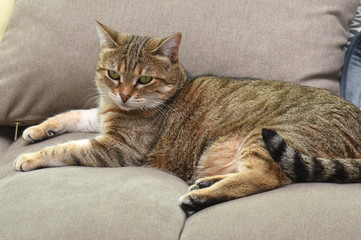 Cat on sofa