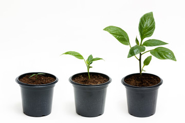 The process of growing plants. Stages of plant growth pepper isolated on white background.