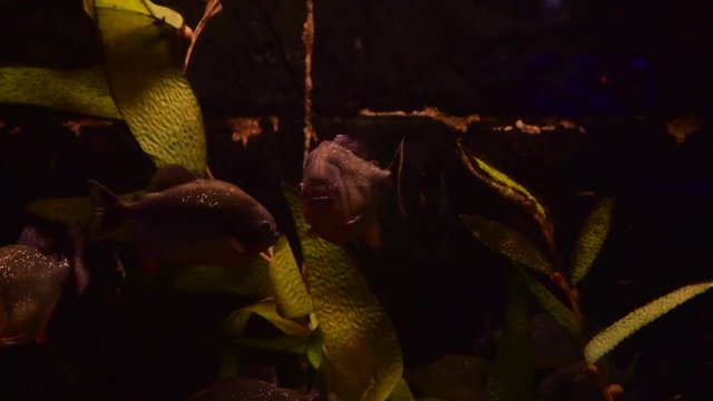 Piranha swarm in freshwater tank nature pets water color 4k video danger attack
