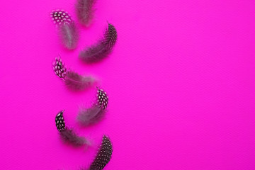 Seven feathers on neon pink