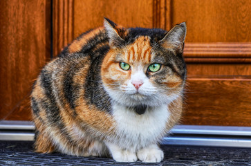 Domestic angry cat sitting in front of entry door. Kitten is pissed off. Colourful Felis catus waiting on open door. Angry cat face. Green eye. Cat has small bell around neck - obrazy, fototapety, plakaty