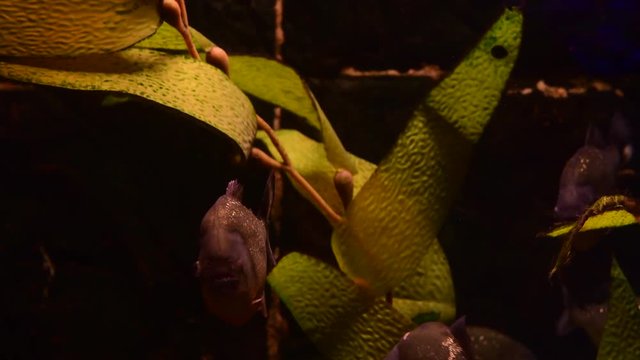 Piranha swarm in freshwater tank nature pets water color 4k video danger attack