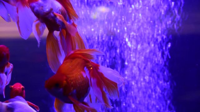 Red goldfish oxy bubbles freshwater aquarium 4k video pets nature