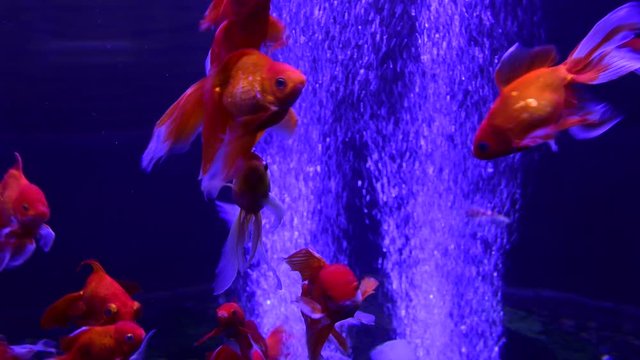 Red goldfish oxy bubbles freshwater aquarium 4k video pets nature