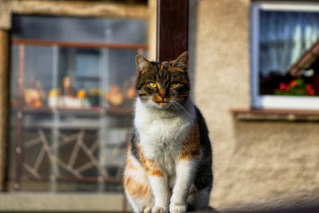 Domestic stylish kitten sitting in the corner. Plump cat watchs some move in garden. Intelligent...