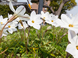 力強く色づく白い野花2 Strongly colored white wildflowers