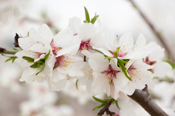 Almond blossom