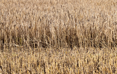 rye field