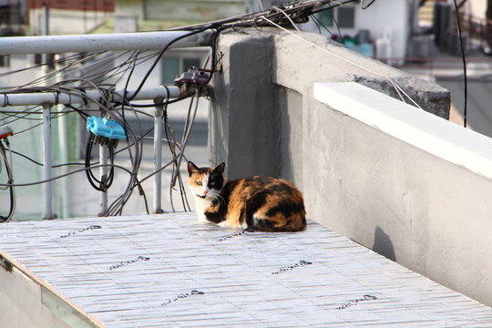 Cat on the street 