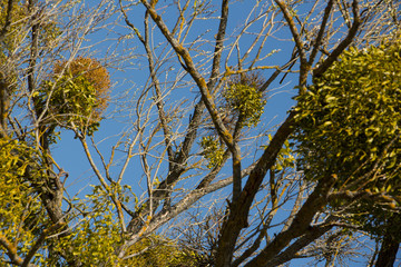 Mistletoe