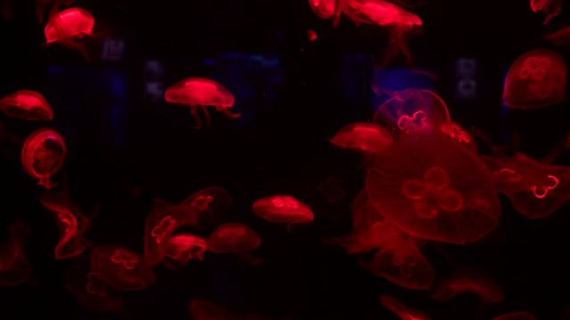 Nice color jellyfish sea ocean life nature aquarium wild live water