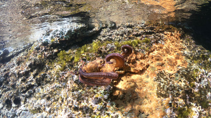 Underwater photo of octopus in tropical exotic emerald clear sea rocky bay with coral reef