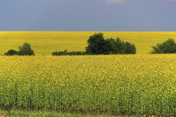 Obraz premium yellow field of flowering mustard