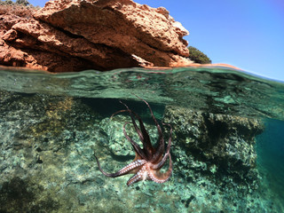 Underwater photo of octopus in tropical exotic emerald clear sea rocky bay with coral reef