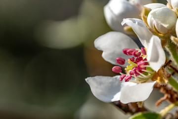 Wei&szlig;e Bl&uuml;te im Fr&uuml;hling eines Birnenbaumes in Deutschland.
