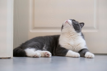 Cute British short-haired cat, indoor shooting