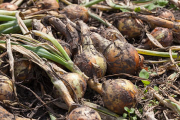 the onion harvest