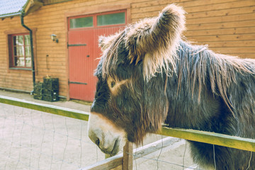 Brown donkey in Raksi zoo. Gray-haired, big ears. Travel photo 2019.