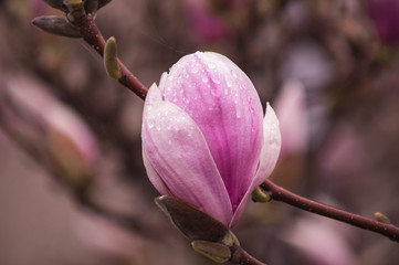 Pink flower in the spring day