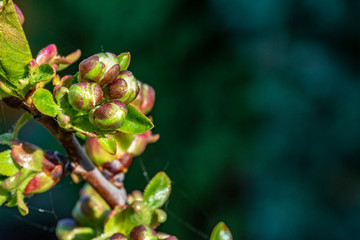 Weiße Blüte eines Kirschbaumes in Deutschland – Sauerkirsche.