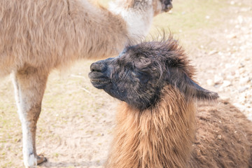 Lama in Raksi zoo. Gray-haired, big ears. Travel photo 2019.
