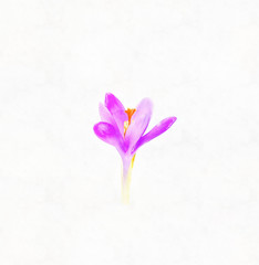 crocuses, purple spring flowers. Computer painting effect.