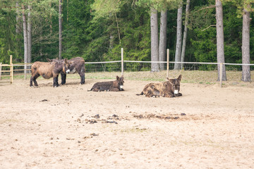 Brown donkeys in Raksi zoo. Gray-haired, big ears. Travel photo 2019.