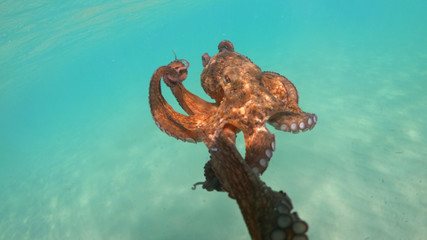 Underwater photo of octopus in tropical turquoise sandy bay with turquoise clear sea
