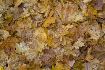 autumn leaves on ground
